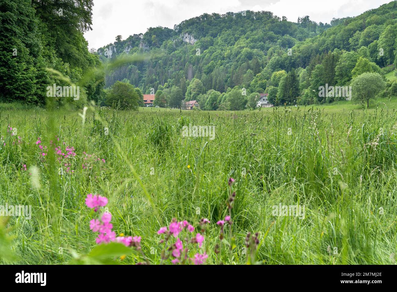 Europa, Germania, Germania meridionale, Baden-Württemberg, Albo svevo, Münsingen, pittoresco paesaggio nella Valle di Great Lauter Foto Stock
