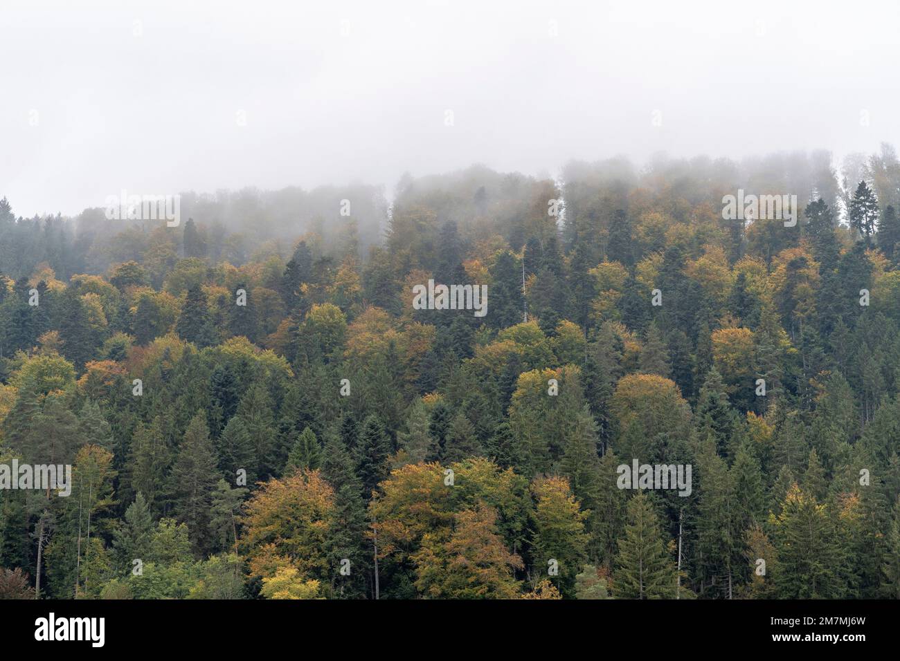 Europa, Germania, Germania meridionale, Baden-Wuerttemberg, Foresta Nera, Hirsau, dense nuvole sopra le cime degli alberi autunnali Foto Stock