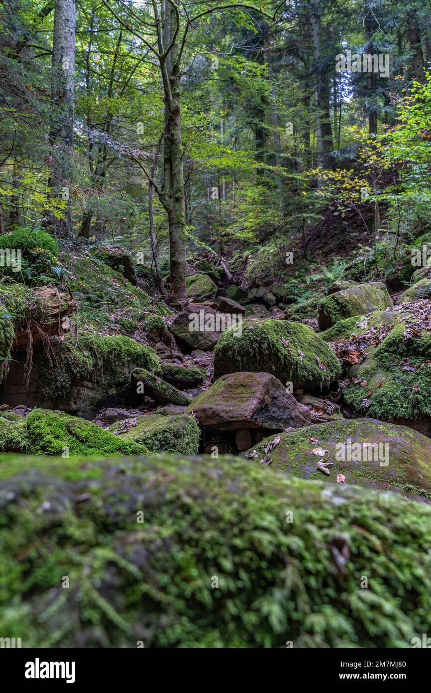 Europa, Germania, Germania meridionale, Baden-Württemberg, Foresta Nera, Hirsau, Wolfsschlucht vicino Hirsau Foto Stock