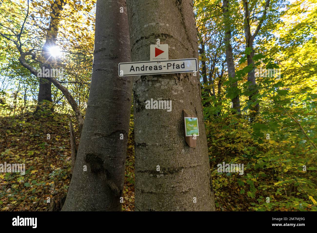 Europa, Germania, Germania meridionale, Baden-Württemberg, Albo svevo, Bissingen an der Teck, foresta di montagna autunnale sull'Albo Svevo, tronco d'albero, segno, Foto Stock