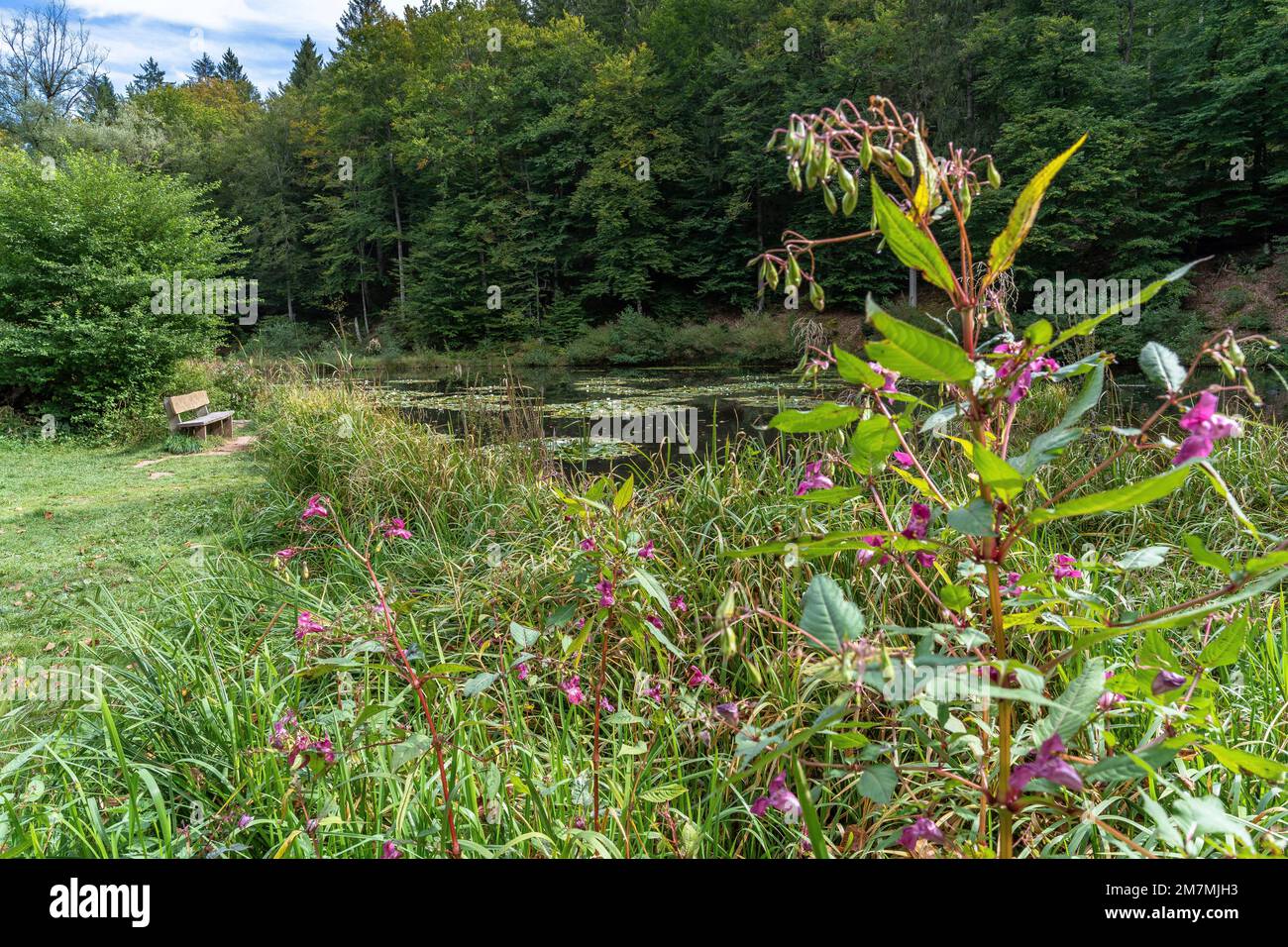 Europa, Germania, Germania meridionale, Baden-Wuerttemberg, Regione di Schönbuch, Steigweiher im Schaichtal Foto Stock