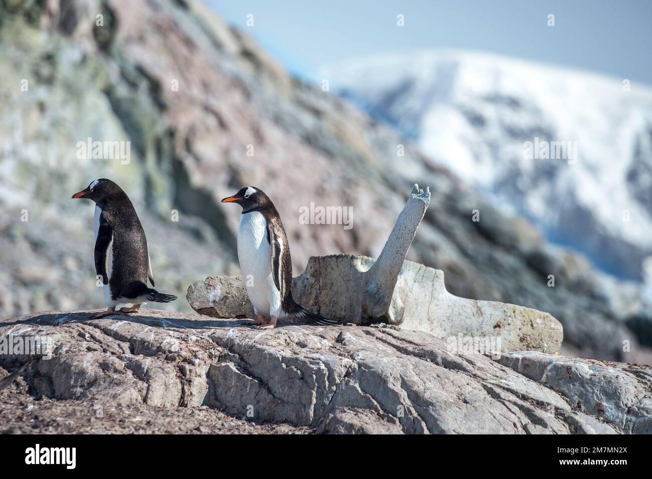 Pinguino Gentoo Pygoscelis papua in Neko Harbour Antartide e ossa balena, vertebre Foto Stock