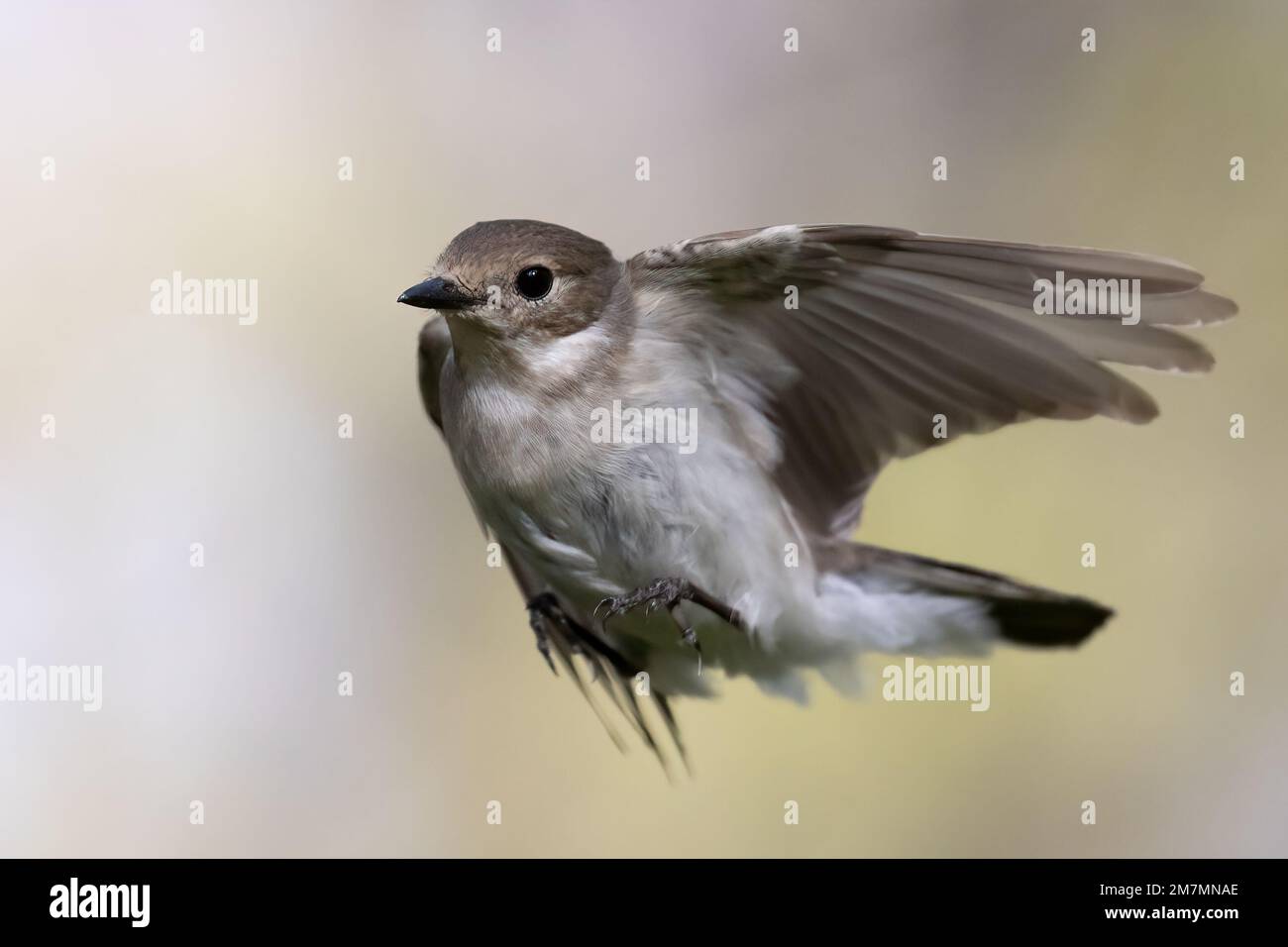 Unione pied flycatcher Foto Stock