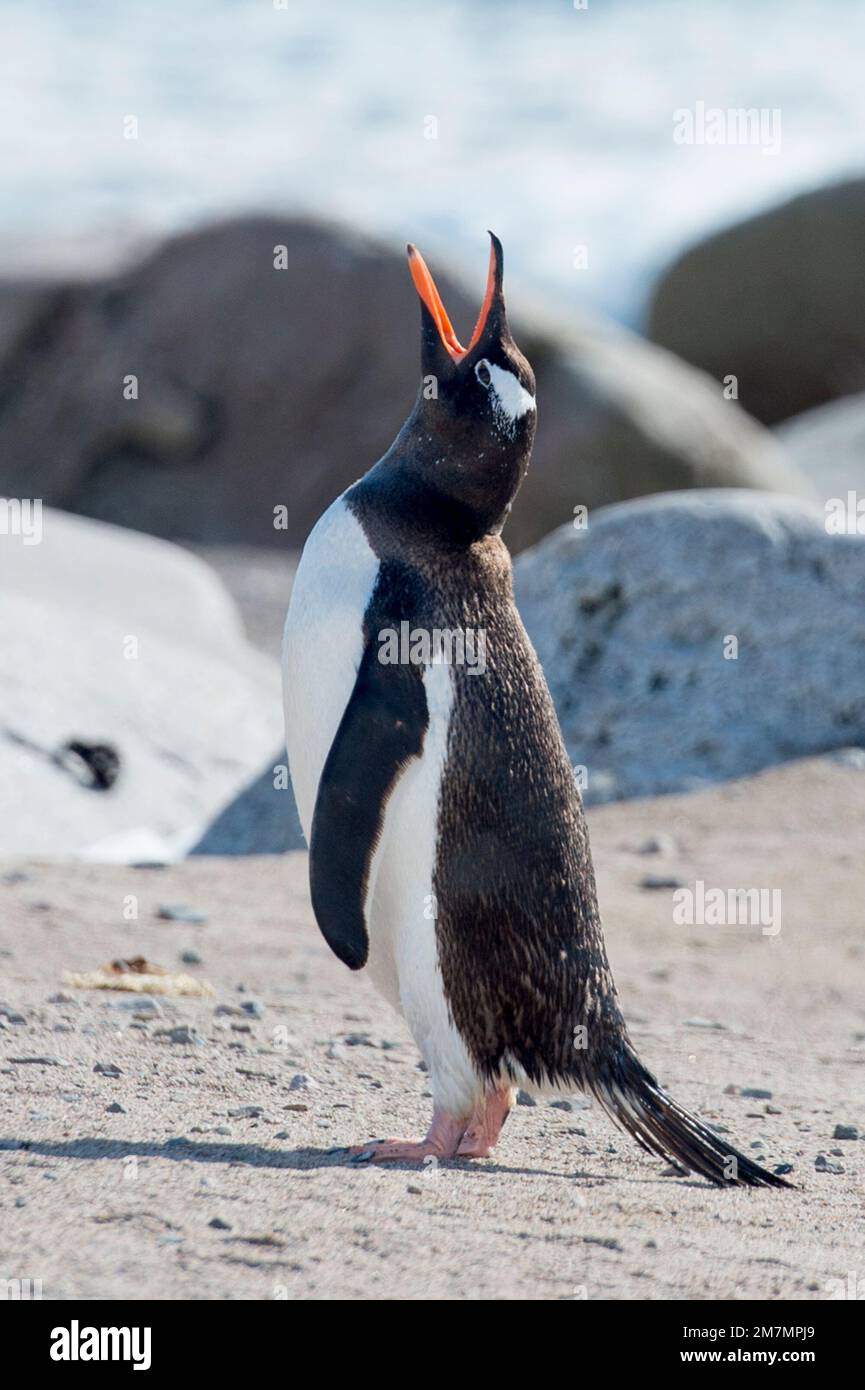 Pinguini Gentoo Pygoscelis papua in Neko Harbour Antartide Foto Stock
