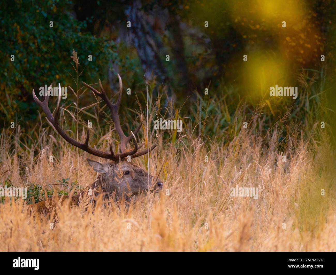 Ritratto di cervo rosso da un lato Foto Stock