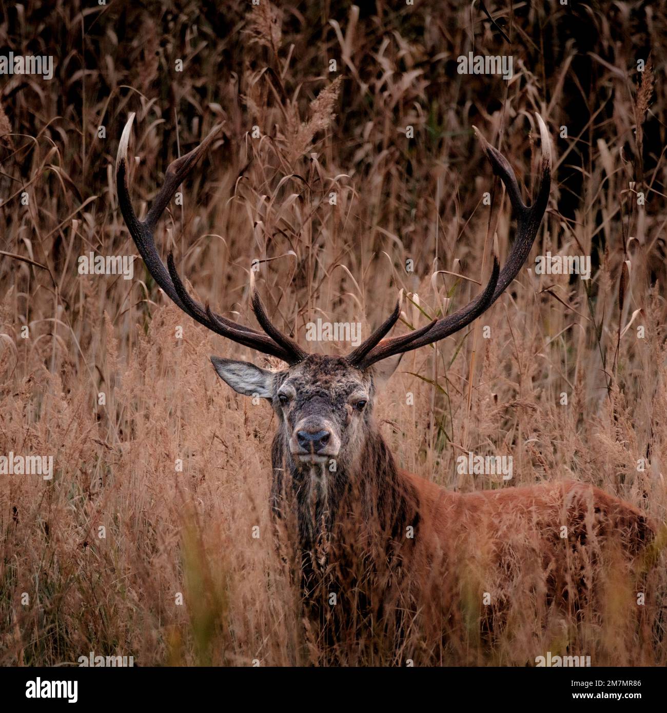 Red Deer ritratto Foto Stock