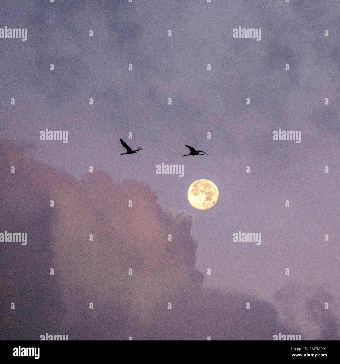 Gru in volo, cielo, nuvole, luna piena, crepuscolo Foto Stock