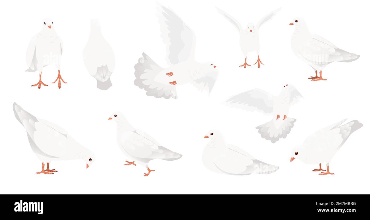 Set di piccione bianco uccello colomba simbolo di pace vettore illustrazione disegno animale cartone animato isolato su sfondo bianco Illustrazione Vettoriale