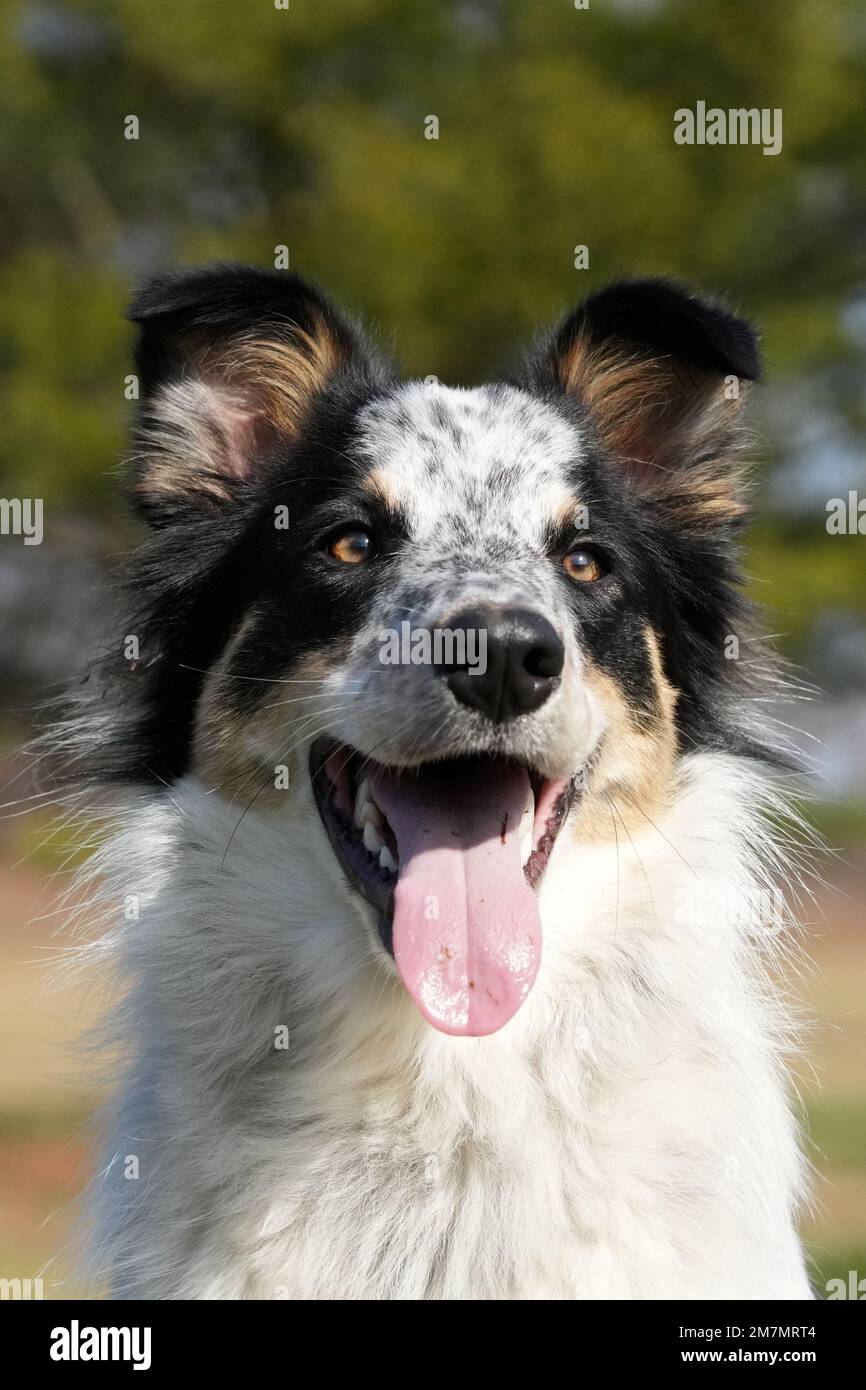 Border Collie cane bovino che corre e gioca sul campo. Focalizzato. Nessun essere umano. Erba e alberi verdi sullo sfondo. Foto Stock