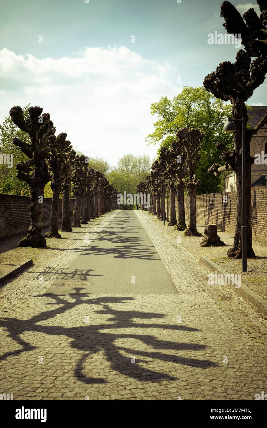 Alberi di tiglio senza foglie gettano ombre su un lungo viale in Germania Foto Stock