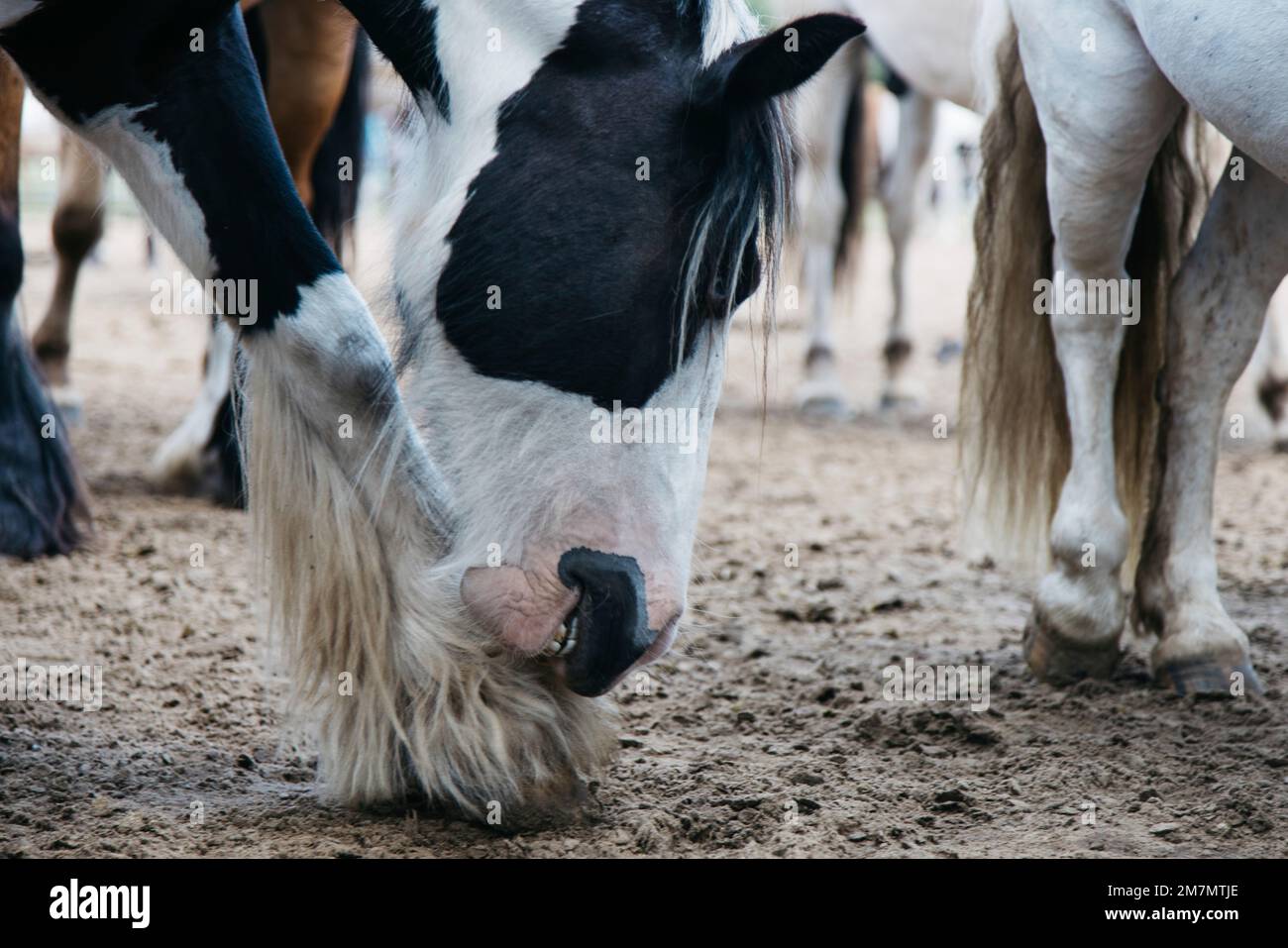 Gamba di prurito del cavallo pied Foto Stock