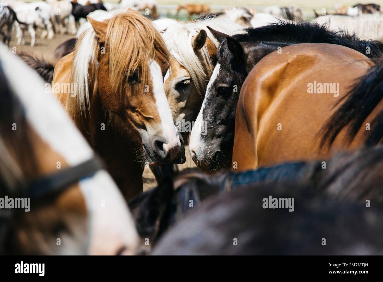 Cavalli che si annientano in una grande mandria di cavalli in Germania Foto Stock