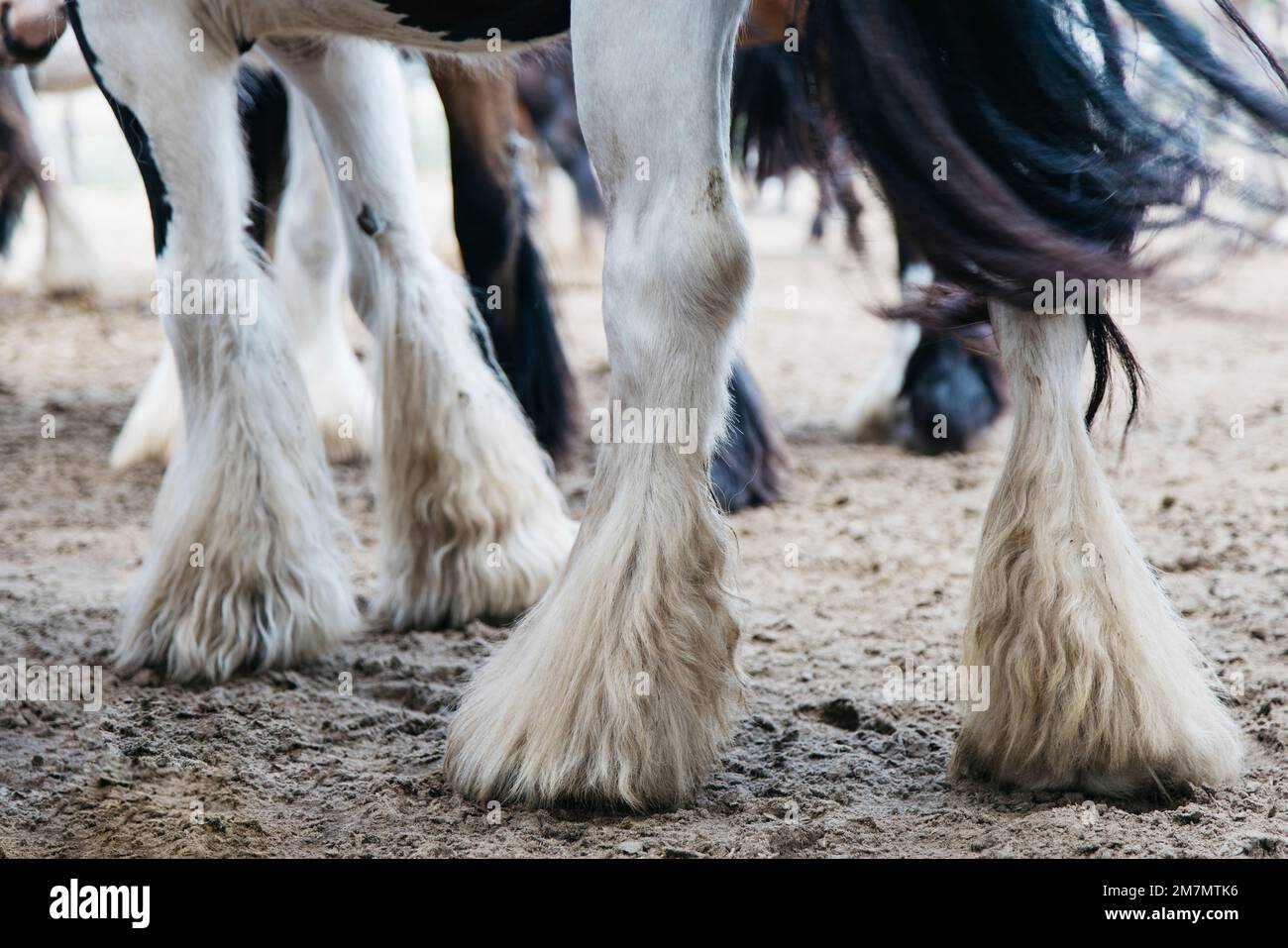 Gambe pesantemente pelose di un cavallo da pied Foto Stock