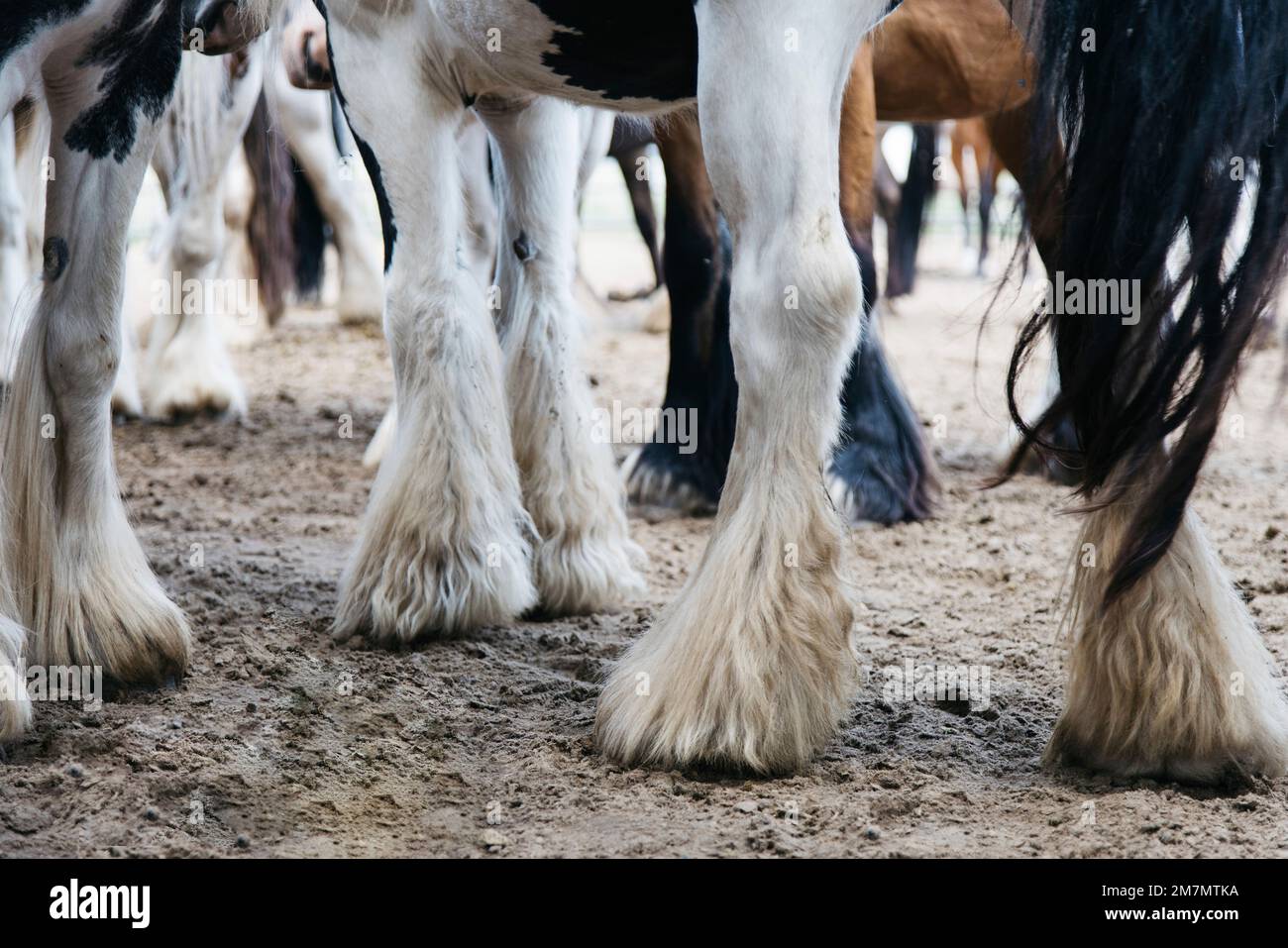 Gambe di un cavallo da pied in una mandria di cavalli in Germania Foto Stock