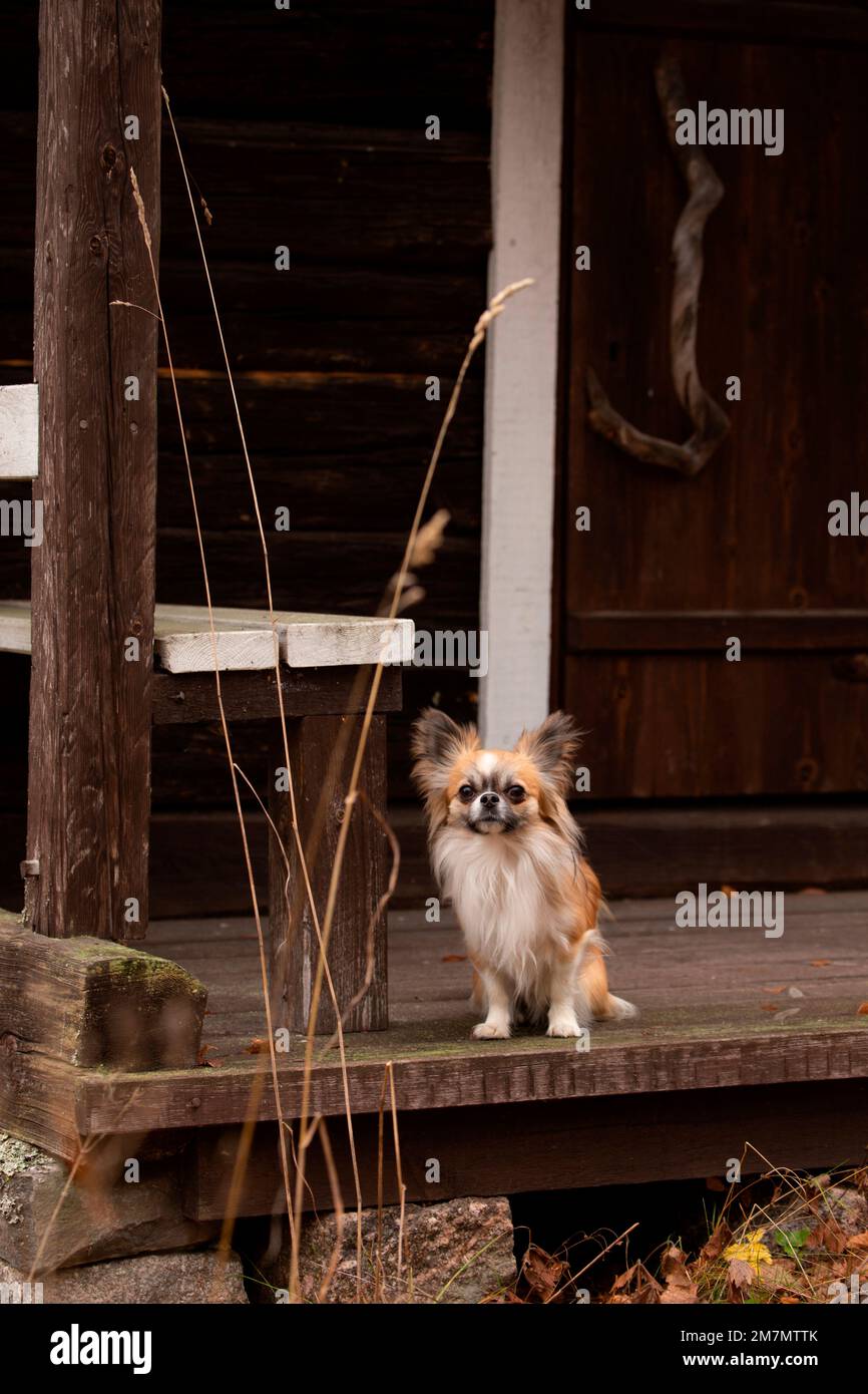 Chihuahua (con aria lunga) adulto, seduto, all'aperto, Finlandia Foto Stock