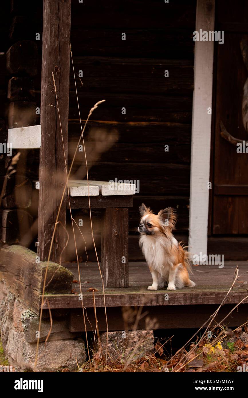 Chihuahua (con aria lunga) adulto, seduto, all'aperto, Finlandia Foto Stock