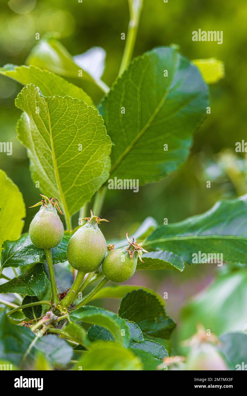 Frutti di mela in primavera, giovani frutti di mela maturando in frutteto Foto Stock