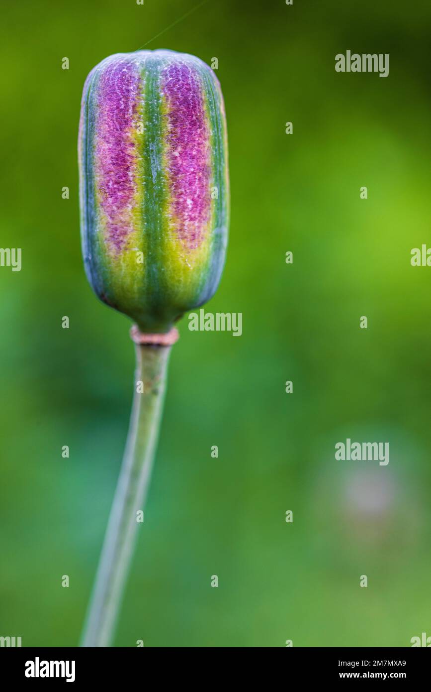 Fiore di scacchi, frutti in capsula, semi di pod, primo piano in natura Foto Stock