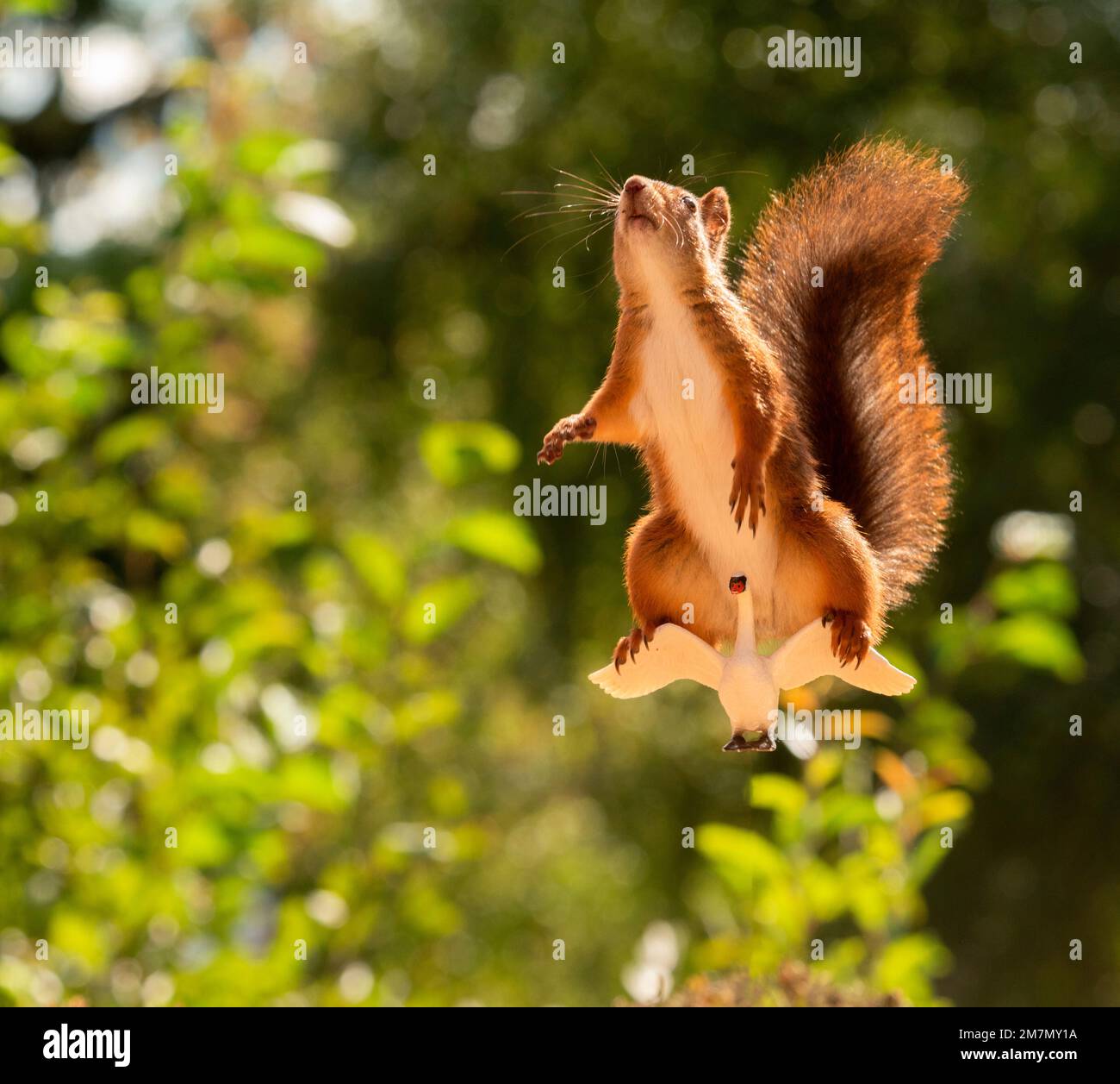 scoiattolo rosso che vola su un cigno Foto Stock