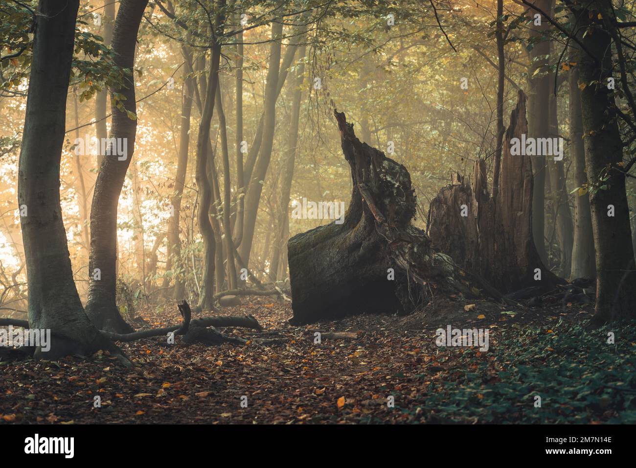 Autunno Habichtswald vicino a Kassel, singolo caduto un tempo imponente albero al centro Foto Stock