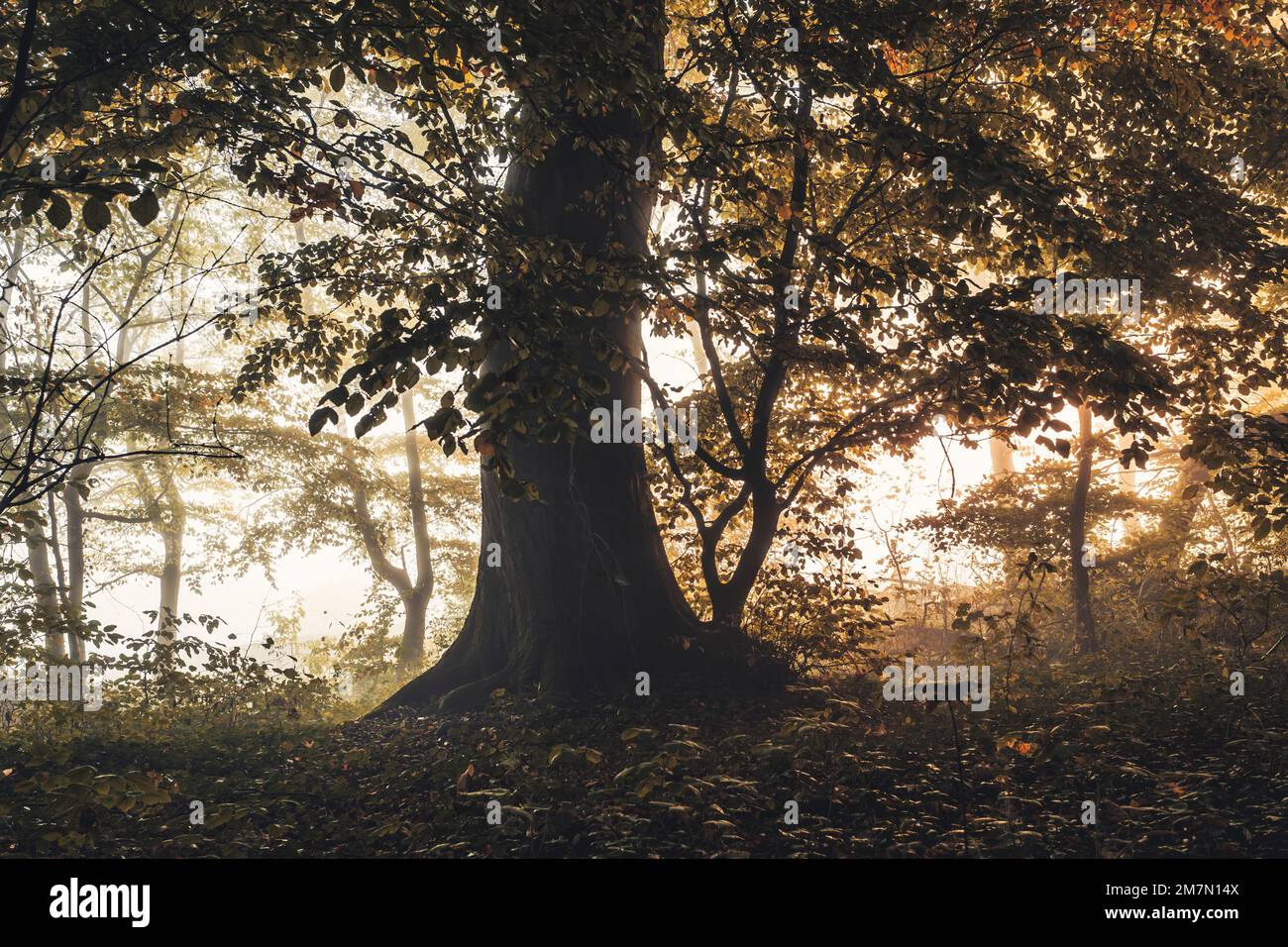 Autunno Habichtswald vicino a Kassel, unico albero imponente al centro Foto Stock