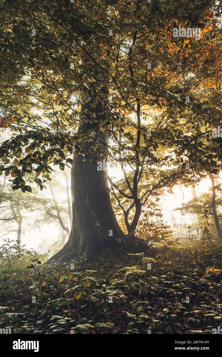 Autunno Habichtswald foresta vicino a Kassel, unico albero imponente al centro Foto Stock