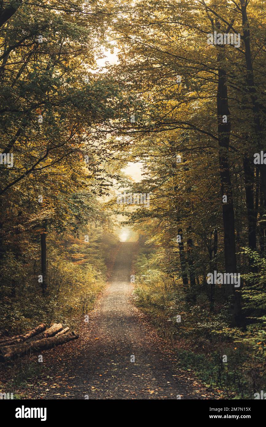 Lungo percorso forestale a Habichtswald vicino a Kassel, alberi frondosi autunnali e tronchi lungo la strada Foto Stock