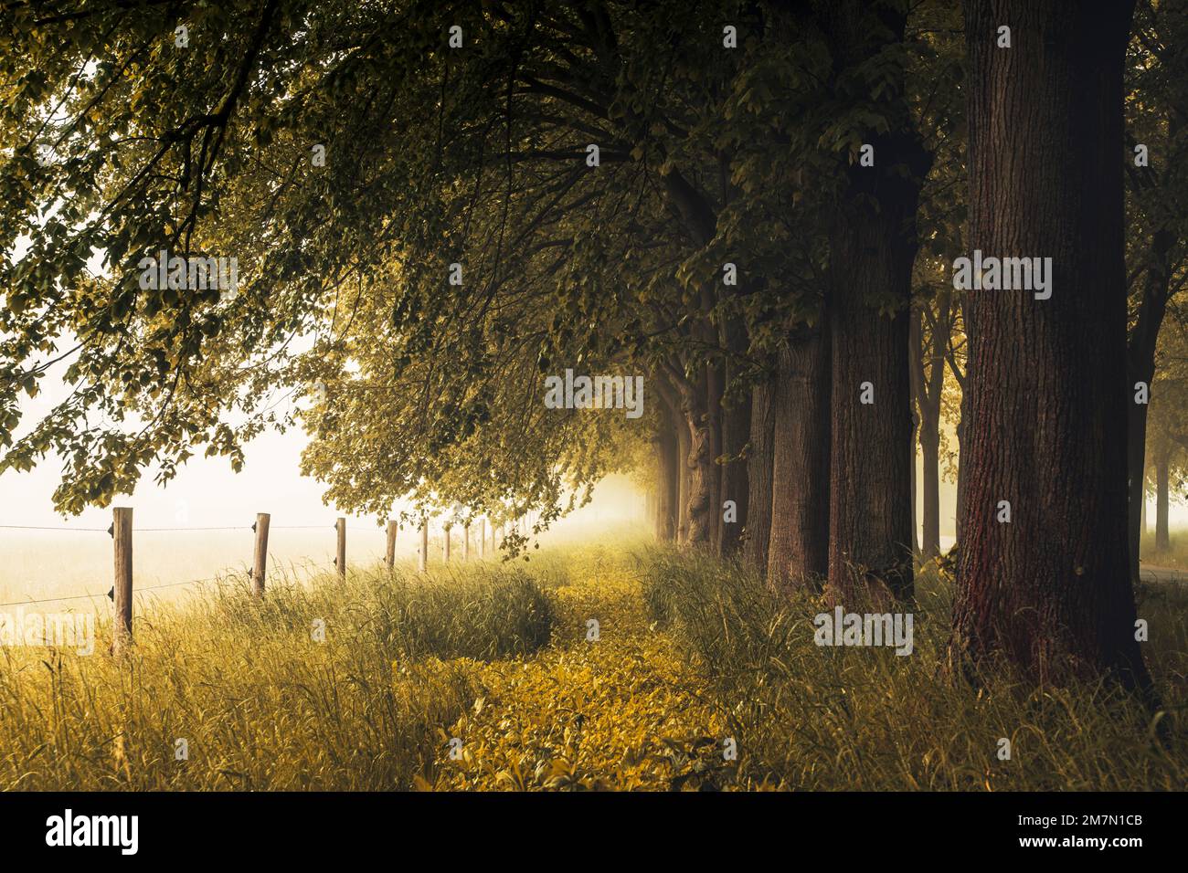 Viale di verdi alberi di tiglio in una mattinata nebbiosa in primavera, sentiero conduce alla luce Foto Stock
