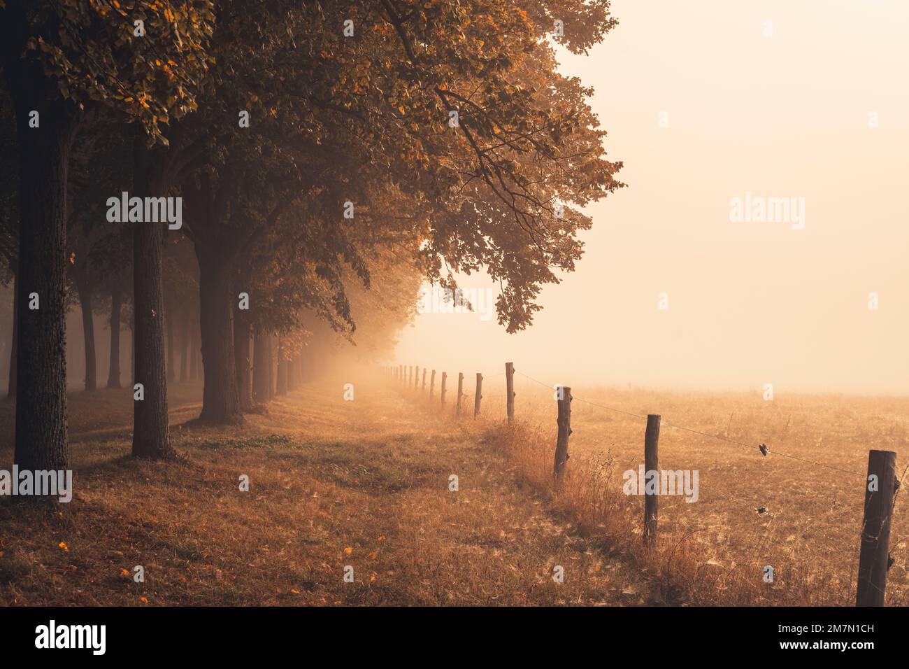 Viale di tigli in una mattinata con un sacco di nebbia in autunno, calda luce autunnale, sentiero conduce tra gli alberi Foto Stock