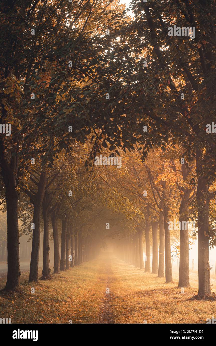 Viale di tigli in una mattinata con un sacco di nebbia in autunno, calda luce autunnale, sentiero conduce tra gli alberi Foto Stock