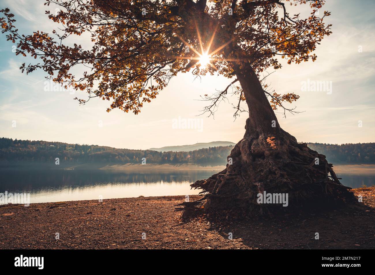 Vecchio albero di quercia, chiamato albero subacqueo, al punto di ingresso per i subacquei presso l'Edersee, nel nord dell'Assia, nel Parco Nazionale di Kellerwald-Edersee. Foto Stock