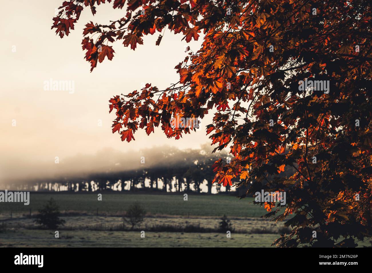 Atmosfera mattutina in autunno a Reinhardswald nel quartiere di Kassel, vista del viale di quercia in prima mattina nebbia sullo sfondo, acero rosso in primo piano Foto Stock