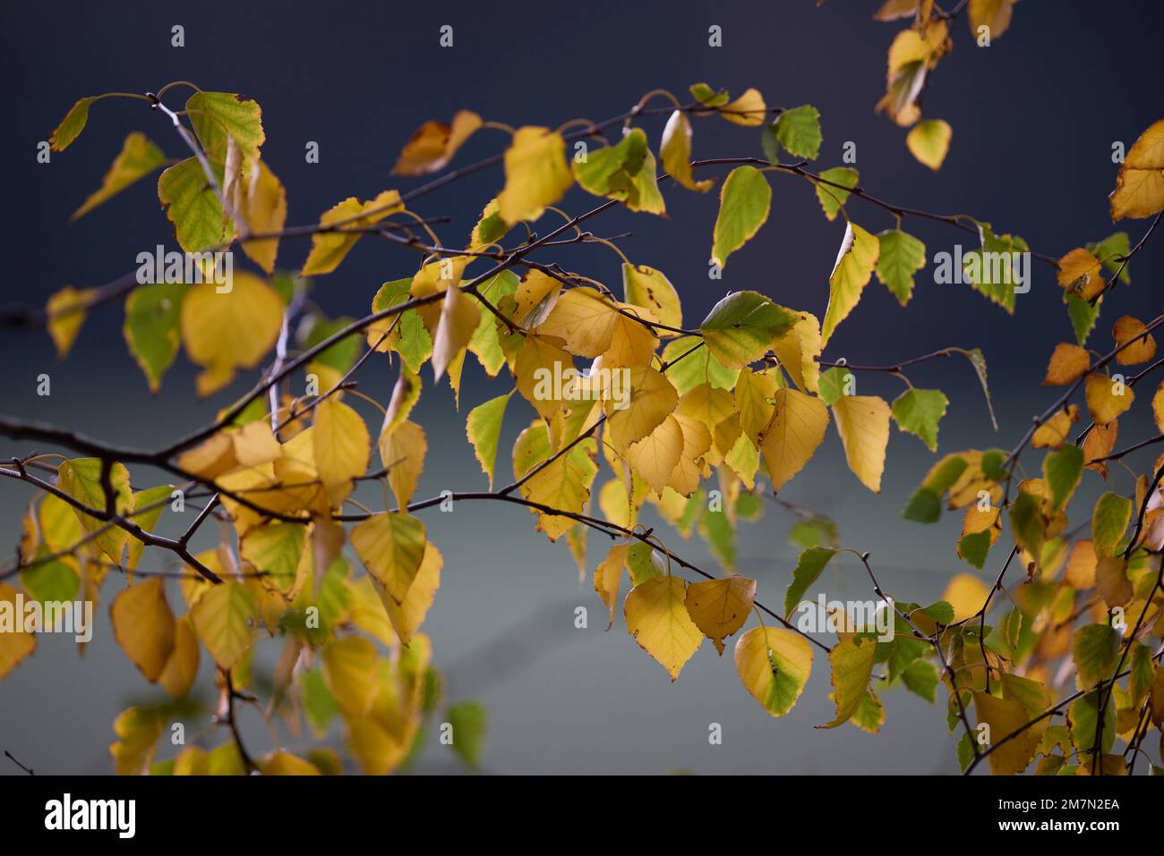 Ramo, Autunno, foglie di betulla, giallo Foto Stock