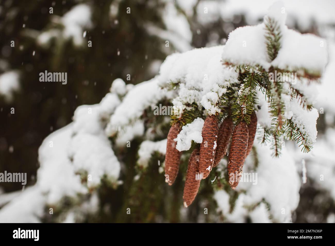 Coni di pino ricoperti di neve Foto Stock