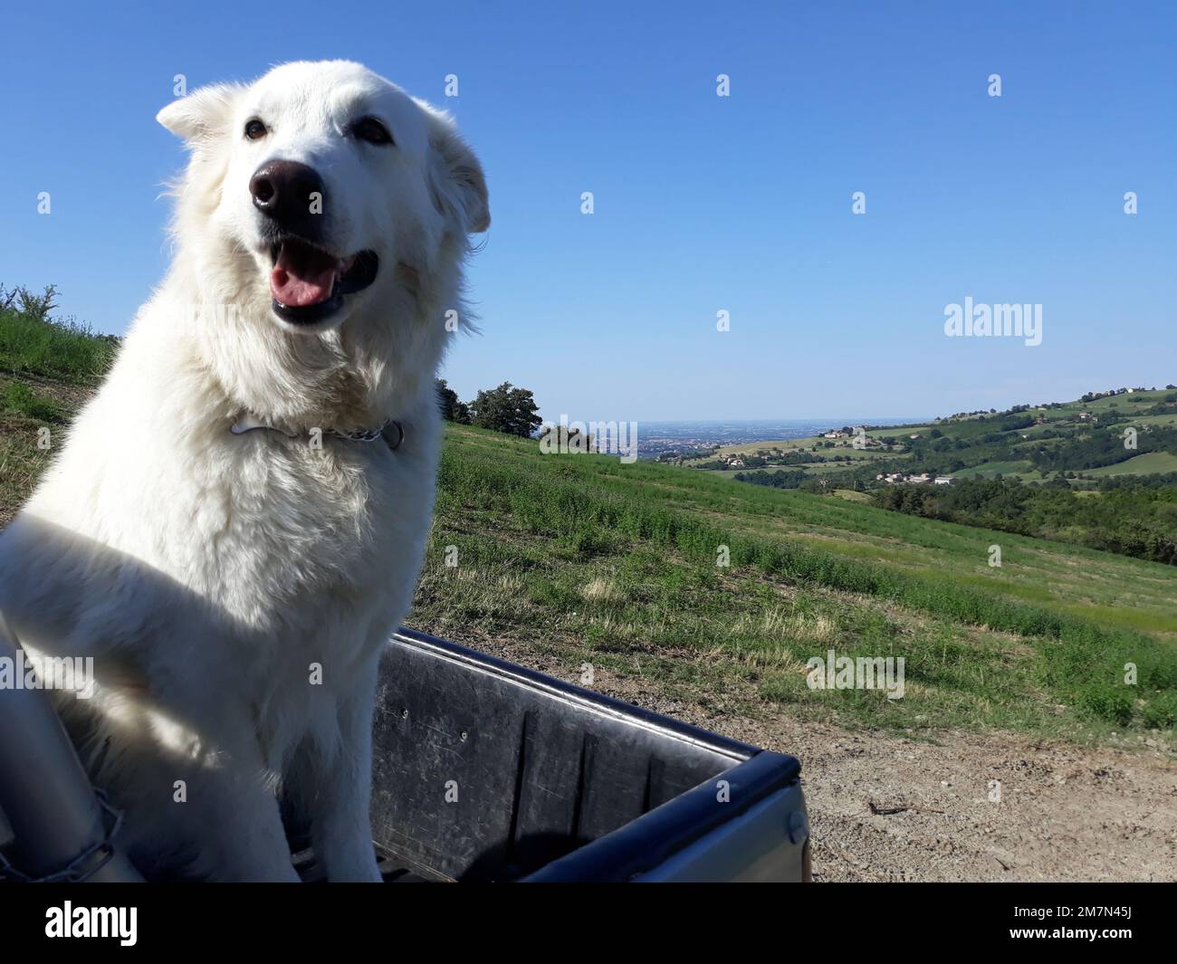 Pastore svizzero - Pastore Svizzero Foto Stock