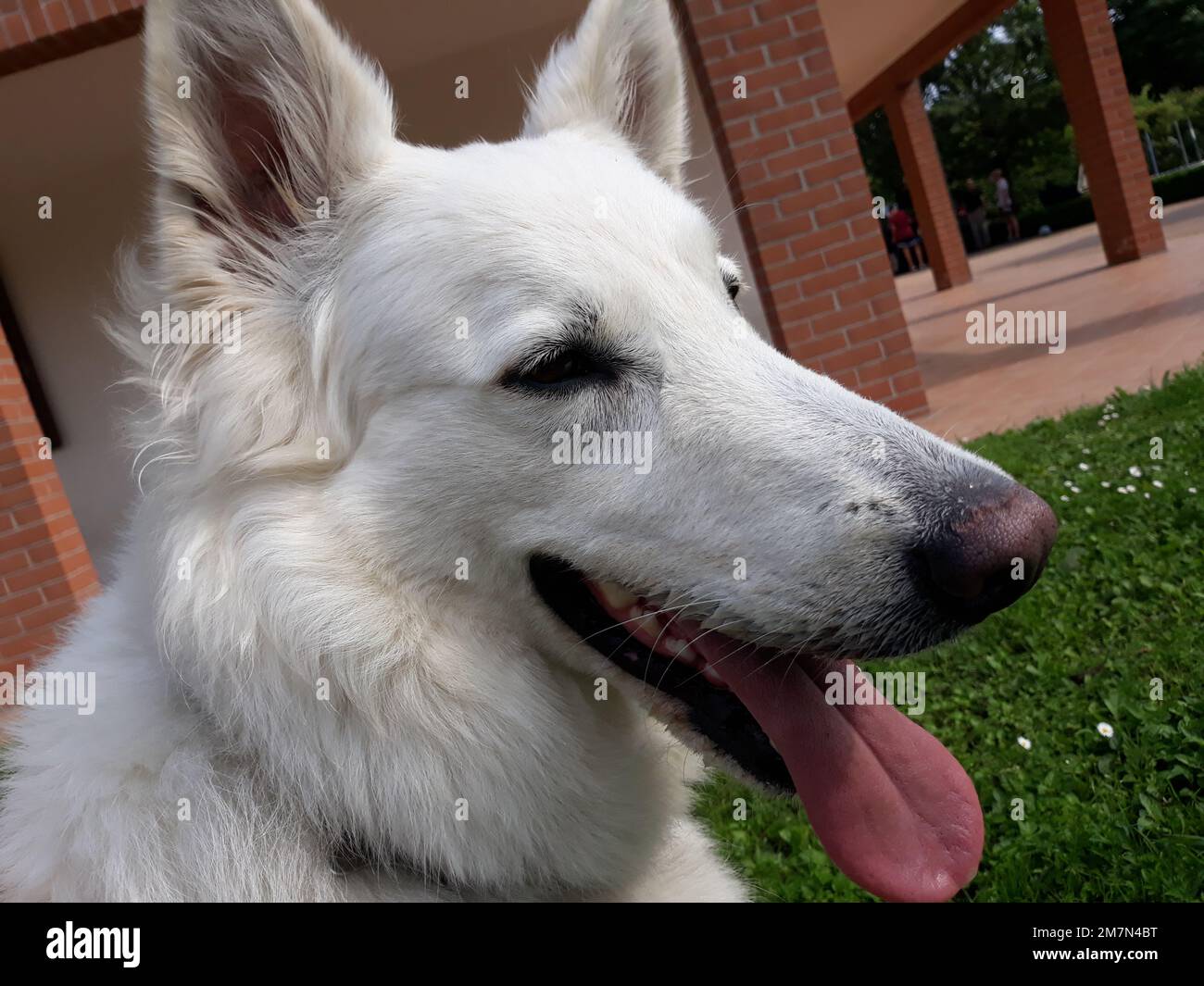 Pastore svizzero - Pastore Svizzero Foto Stock