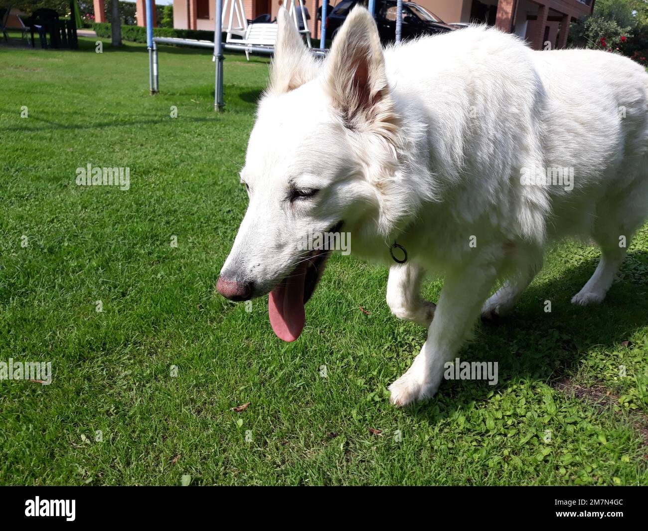 Pastore svizzero - Pastore Svizzero Foto Stock