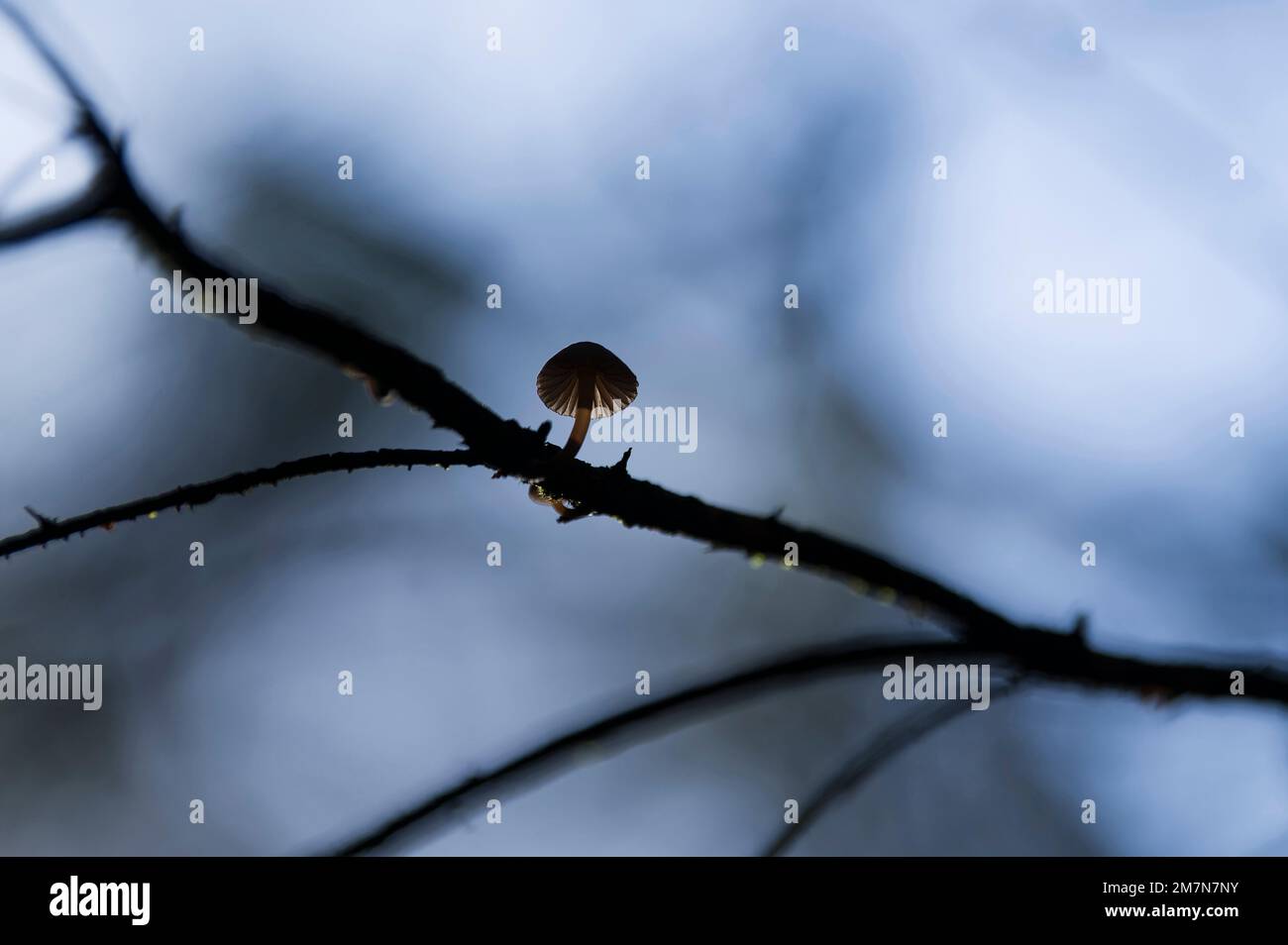 Un piccolo elminto (Micena) che cresce su un ramo, il parco naturale di Pfälzerwald, la riserva della biosfera di Pfälzerwald-Nordvogesen, la Germania, la Renania-Palatinato Foto Stock
