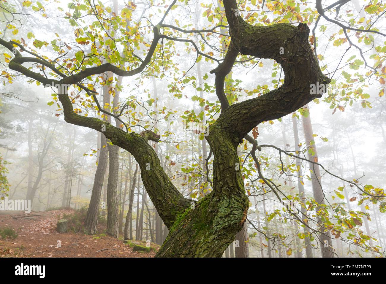 Atmosfera nebbiosa nella foresta vicino a Lug, contorto querce in foglie autunnali, Parco Naturale di Pfälzerwald, Riserva della Biosfera di Pfälzerwald-Nordvogesen, Renania-Palatinato, Germania Foto Stock