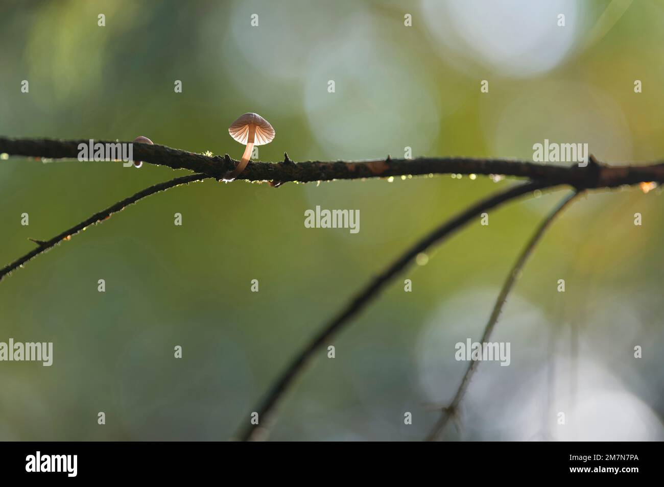 Un piccolo elminto (Micena) che cresce su un ramo, il parco naturale di Pfälzerwald, la riserva della biosfera di Pfälzerwald-Nordvogesen, la Germania, la Renania-Palatinato Foto Stock