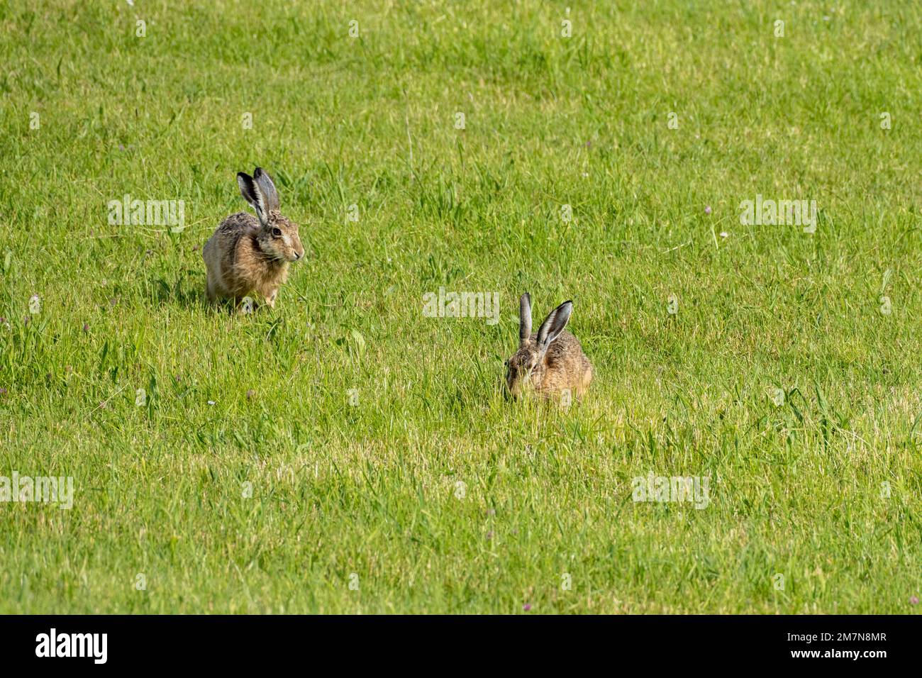 Lepre europea (Lepus europaeus), lepre breve, sull'isola di Juist. Foto Stock