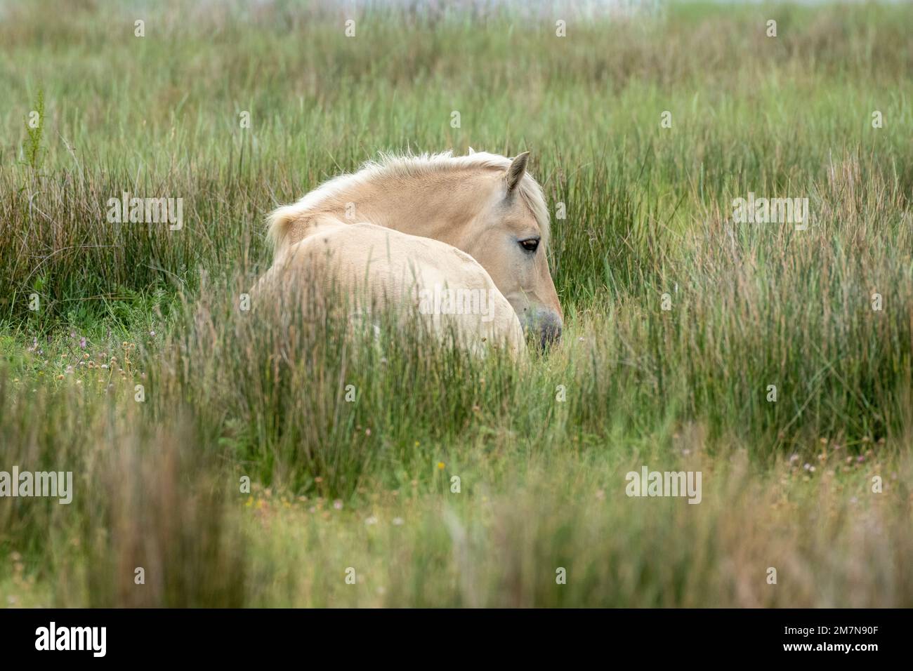 Germania, Frisia orientale, isola Juist, cavalli sul pascolo. Foto Stock