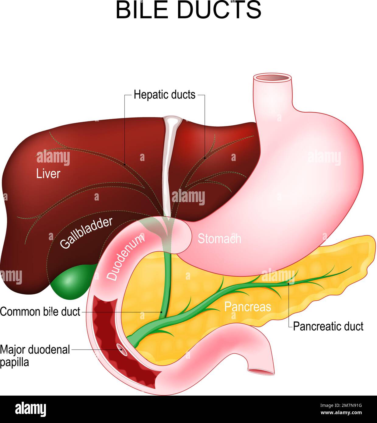Dotti biliari. La bile è secreta dal fegato nella cistifellea e forma il dotto biliare comune che poi si apre nell'intestino. Sistema digestivo dell'uomo Illustrazione Vettoriale