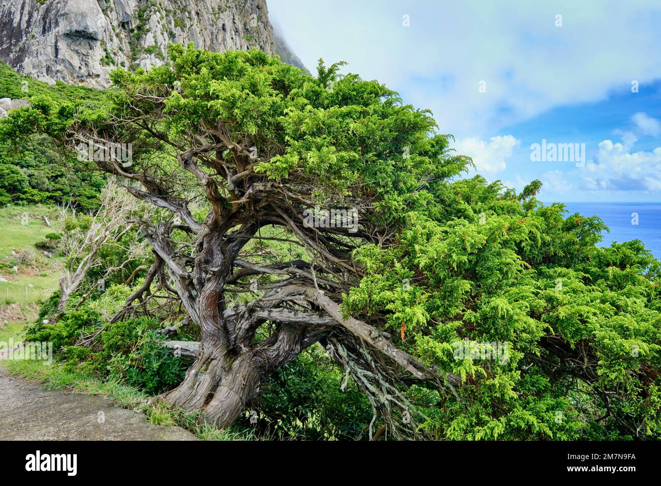 Ginepro delle Azzorre, Cedro-do-Mato (Juniperus brevifolia), Lagedo. Isola di Flores, arcipelago delle Azzorre. Portogallo Foto Stock