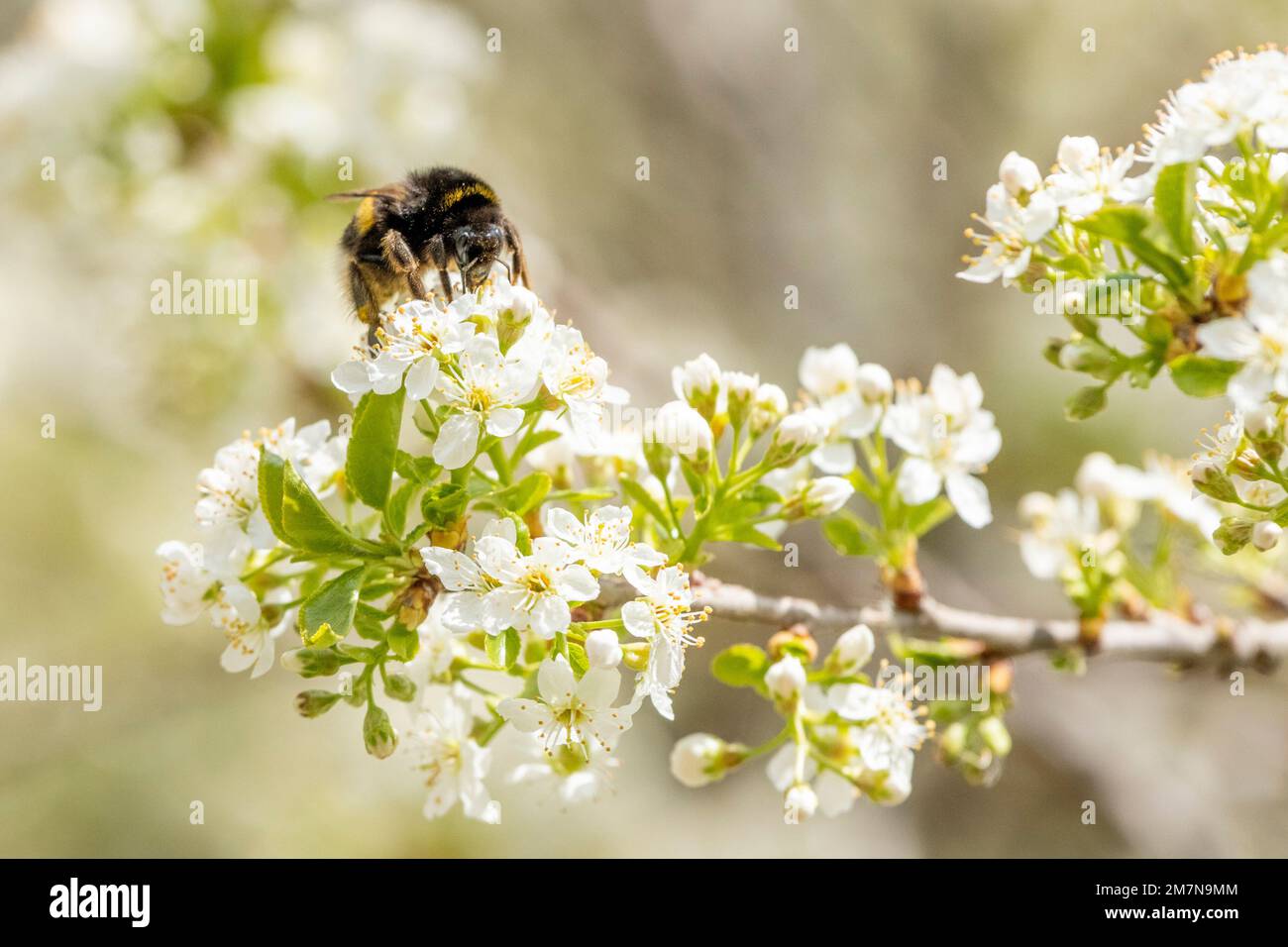 Bomblebee di terra scura (Bombus terrestris) su un ramo fiorito. Foto Stock