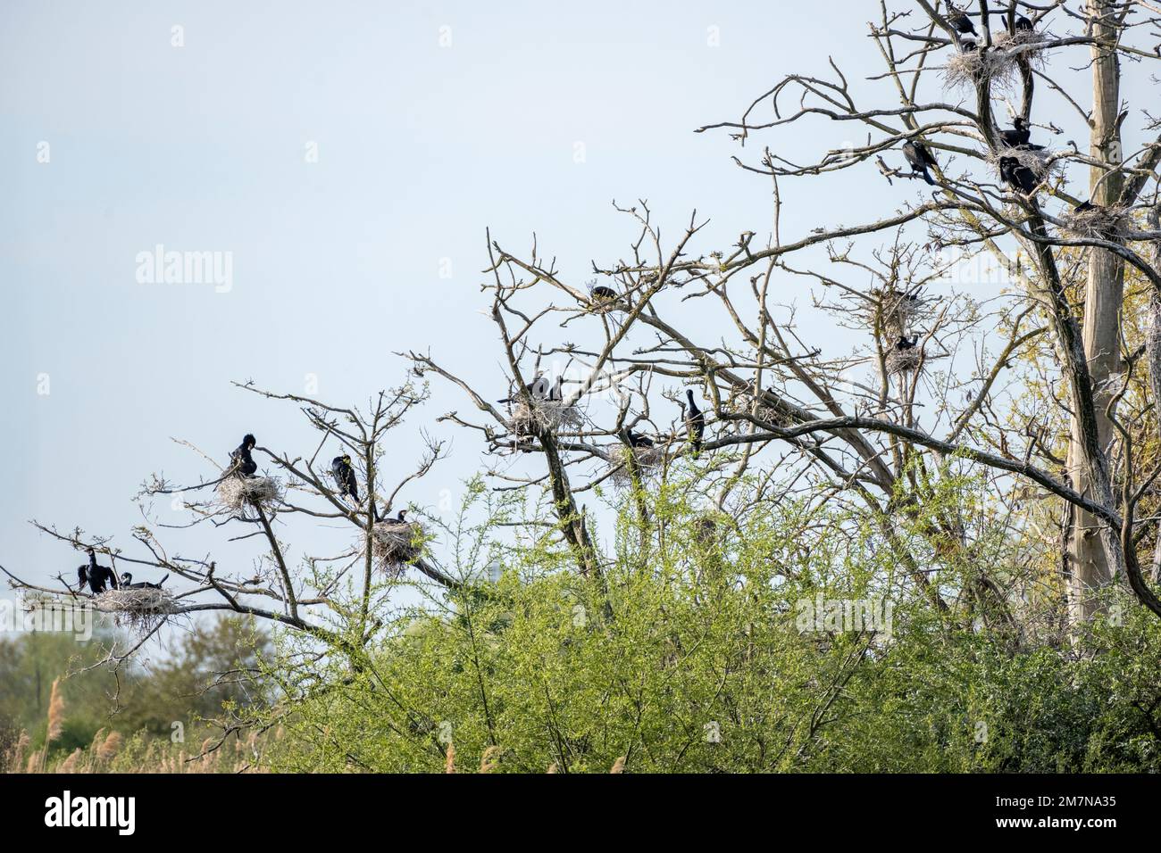 Colonia cormorana (Phalacrocorax carbo) con nidi. Foto Stock