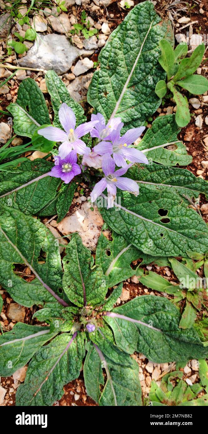 Mandragora in fiore Sicilia Foto Stock