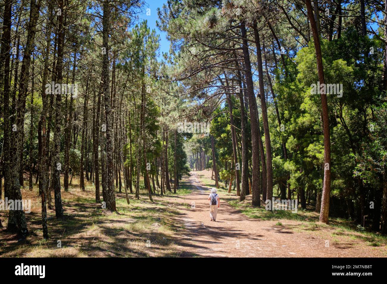 La foresta di Camarido vicino a Caminha, una parte del Camino de Santiago. Caminha, Portogallo (MR) Foto Stock