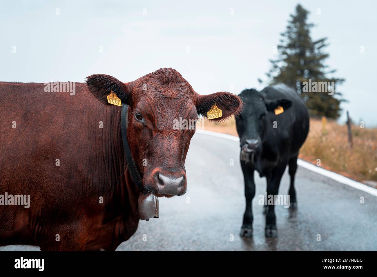 Bovini, Chasseral, Giura bernese, Cantone di Berna, Svizzera Foto Stock