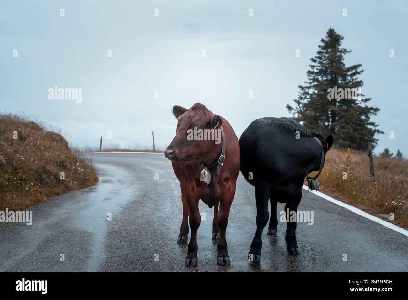 Bovini, Chasseral, Giura bernese, Cantone di Berna, Svizzera Foto Stock